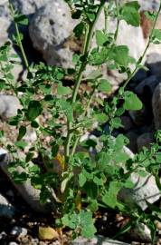 Fotografia da espécie Chenopodium opulifolium