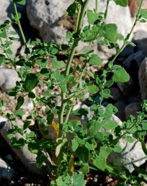 Fotografia 9 da espécie Chenopodium opulifolium no Jardim Botânico UTAD