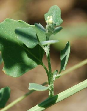 Fotografia 10 da espécie Chenopodium opulifolium no Jardim Botânico UTAD