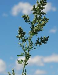 Chenopodium opulifolium