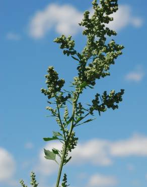 Fotografia 1 da espécie Chenopodium opulifolium no Jardim Botânico UTAD