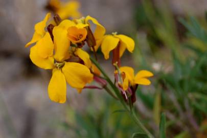 Fotografia da espécie Erysimum cheiri