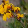 Fotografia 4 da espécie Erysimum cheiri do Jardim Botânico UTAD