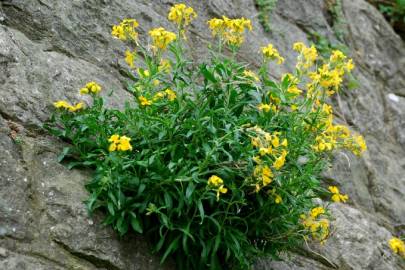 Fotografia da espécie Erysimum cheiri