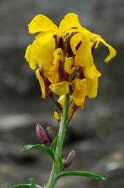 Fotografia da espécie Erysimum cheiri