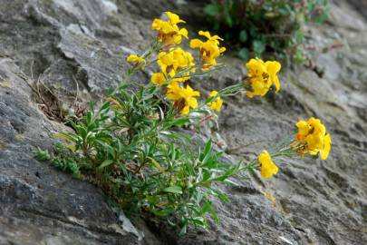 Fotografia da espécie Erysimum cheiri