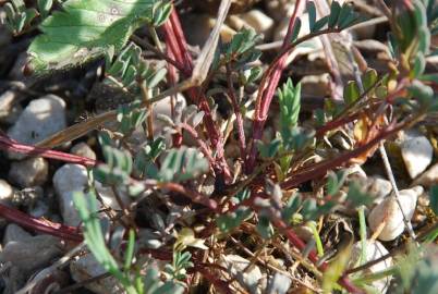 Fotografia da espécie Hippocrepis ciliata