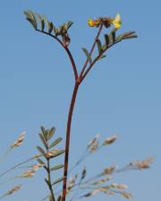 Fotografia da espécie Hippocrepis ciliata