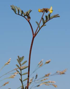 Fotografia 1 da espécie Hippocrepis ciliata no Jardim Botânico UTAD