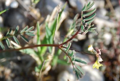 Fotografia da espécie Hippocrepis ciliata