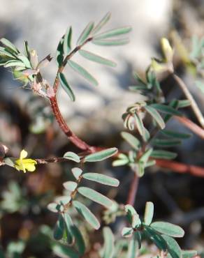 Fotografia 5 da espécie Hippocrepis ciliata no Jardim Botânico UTAD