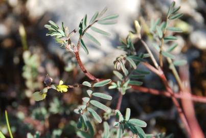 Fotografia da espécie Hippocrepis ciliata