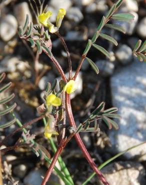 Fotografia 6 da espécie Hippocrepis ciliata no Jardim Botânico UTAD