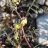 Fotografia 6 da espécie Hippocrepis ciliata do Jardim Botânico UTAD