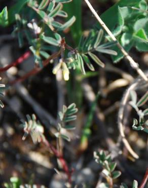 Fotografia 7 da espécie Hippocrepis ciliata no Jardim Botânico UTAD