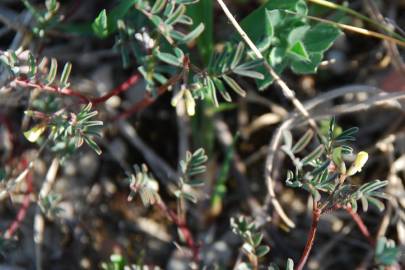 Fotografia da espécie Hippocrepis ciliata