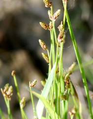 Isolepis cernua