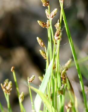 Fotografia 1 da espécie Isolepis cernua no Jardim Botânico UTAD