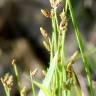 Fotografia 1 da espécie Isolepis cernua do Jardim Botânico UTAD