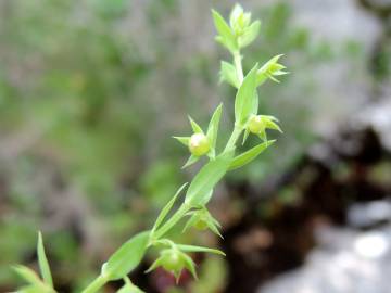 Fotografia da espécie Asterolinon linum-stellatum