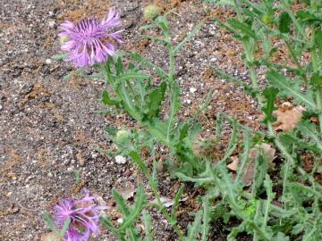 Fotografia da espécie Centaurea polyacantha