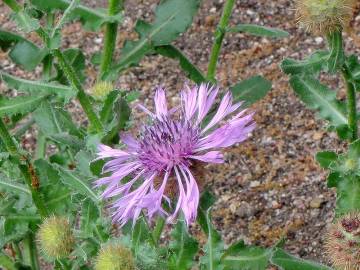 Fotografia da espécie Centaurea polyacantha