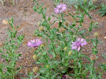 Fotografia da espécie Centaurea polyacantha