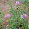 Fotografia 4 da espécie Centaurea polyacantha do Jardim Botânico UTAD