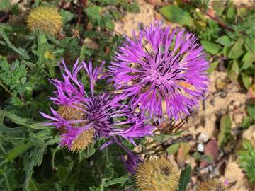 Fotografia da espécie Centaurea polyacantha