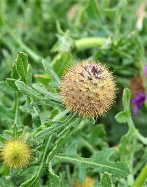 Fotografia 6 da espécie Centaurea polyacantha no Jardim Botânico UTAD