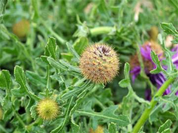 Fotografia da espécie Centaurea polyacantha