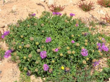 Fotografia da espécie Centaurea polyacantha