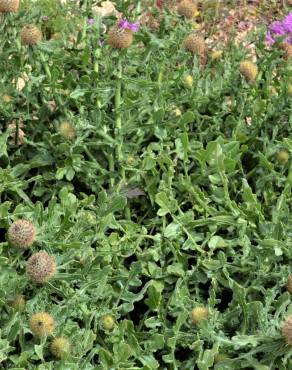 Fotografia 8 da espécie Centaurea polyacantha no Jardim Botânico UTAD