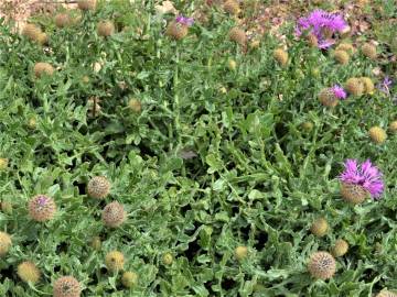 Fotografia da espécie Centaurea polyacantha