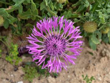 Fotografia da espécie Centaurea polyacantha