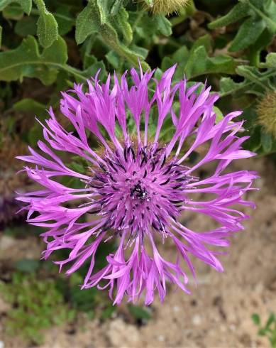 Fotografia de capa Centaurea polyacantha - do Jardim Botânico