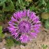 Fotografia 1 da espécie Centaurea polyacantha do Jardim Botânico UTAD