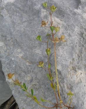 Fotografia 2 da espécie Helianthemum salicifolium no Jardim Botânico UTAD
