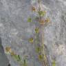 Fotografia 2 da espécie Helianthemum salicifolium do Jardim Botânico UTAD