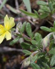 Fotografia da espécie Helianthemum salicifolium