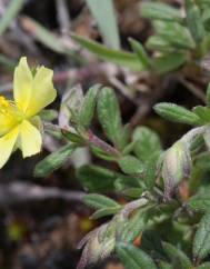 Helianthemum salicifolium