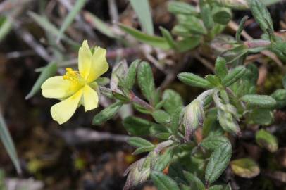 Fotografia da espécie Helianthemum salicifolium