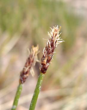 Fotografia 1 da espécie Eleocharis palustris subesp. palustris no Jardim Botânico UTAD