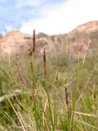 Fotografia da espécie Eleocharis palustris subesp. palustris