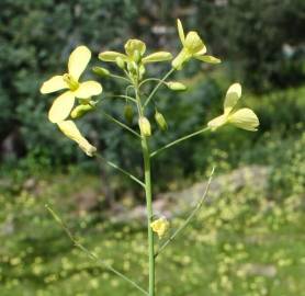 Fotografia da espécie Brassica barrelieri