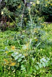 Fotografia da espécie Brassica barrelieri