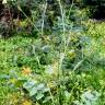 Fotografia 8 da espécie Brassica barrelieri do Jardim Botânico UTAD