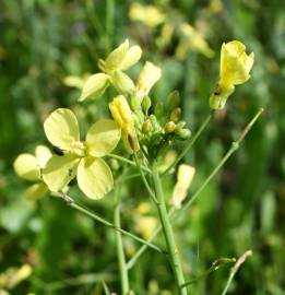 Fotografia da espécie Brassica barrelieri