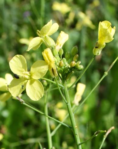 Fotografia de capa Brassica barrelieri - do Jardim Botânico