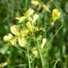 Fotografia 1 da espécie Brassica barrelieri do Jardim Botânico UTAD